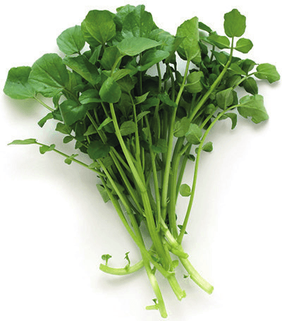 Řeřicha