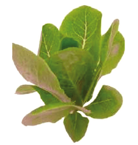 Neurita